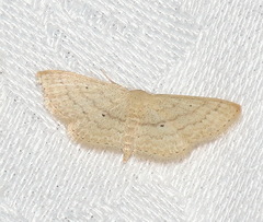 Scopula hypochra