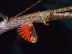 Phaenopharos struthioneus