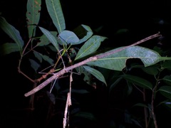 Phaenopharos struthioneus