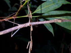 Phaenopharos struthioneus