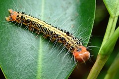 Asota plaginota