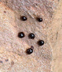 Galumnidae