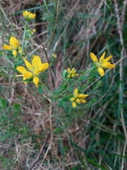 Genista hispanica