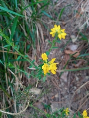 Genista hispanica