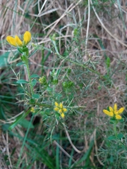 Genista hispanica