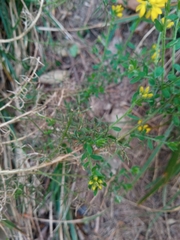 Genista hispanica