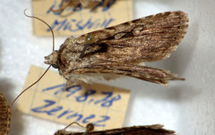 Dichagyris signifera