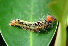 Asota plaginota