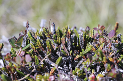 Cassiope tetragona