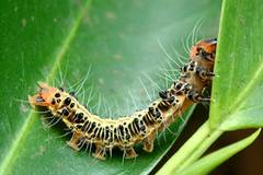 Asota plaginota