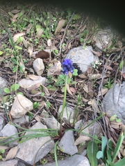 Muscari neglectum