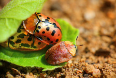 Acrocassis gibbipennis