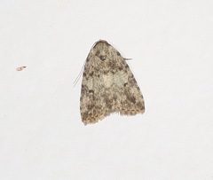 Tolpia conscitulana