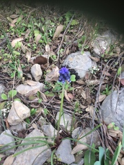Muscari neglectum
