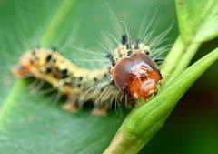 Asota plaginota