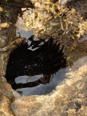 Echinometra oblonga