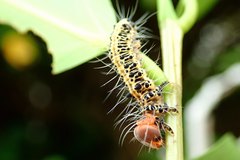 Asota plaginota
