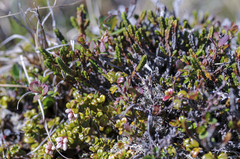 Cassiope tetragona