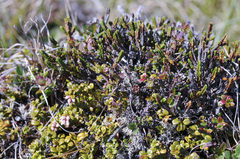 Cassiope tetragona