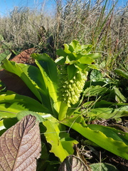 Eucomis autumnalis clavata