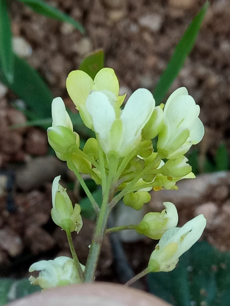 Biscutella raphanifolia
