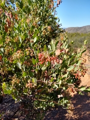 Arctostaphylos otayensis