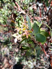 Arctostaphylos otayensis
