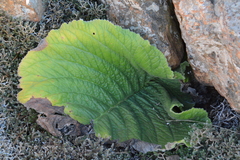 Streptocarpus vandeleurii