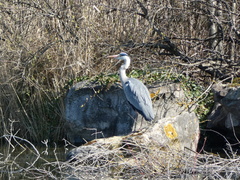 Ardea cinerea