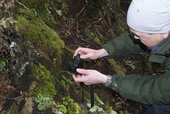 Tmesipteris tannensis