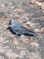 Corvus monedula