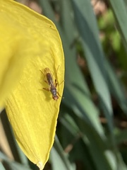 Norellia spinipes