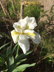 Iris