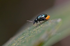Arthrotus abdominalis
