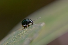 Arthrotus abdominalis