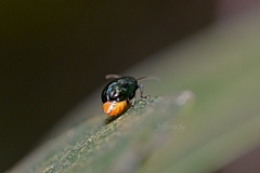 Arthrotus abdominalis