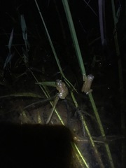 Afrixalus spinifrons spinifrons