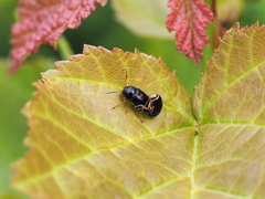 Cryptocephalus flavipes