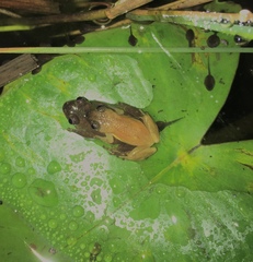 Afrixalus spinifrons spinifrons