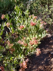 Arctostaphylos otayensis
