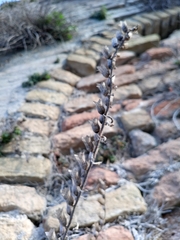 Hyoscyamus albus