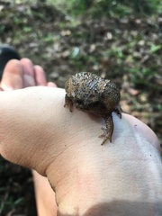 Breviceps verrucosus