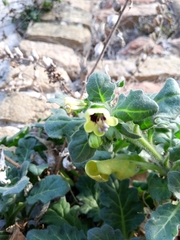Hyoscyamus albus