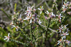 Olearia lanuginosa