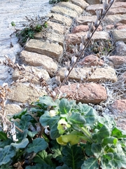 Hyoscyamus albus