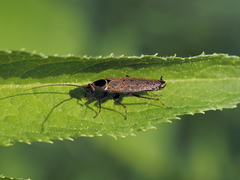 Ectobius erythronotus