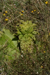 Eucomis autumnalis clavata