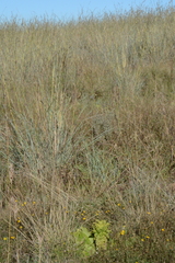 Eucomis autumnalis clavata