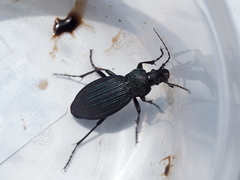Carabus exaratus
