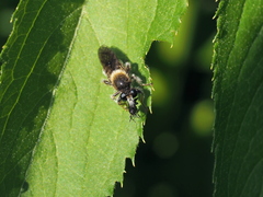 Choerades fuliginosa